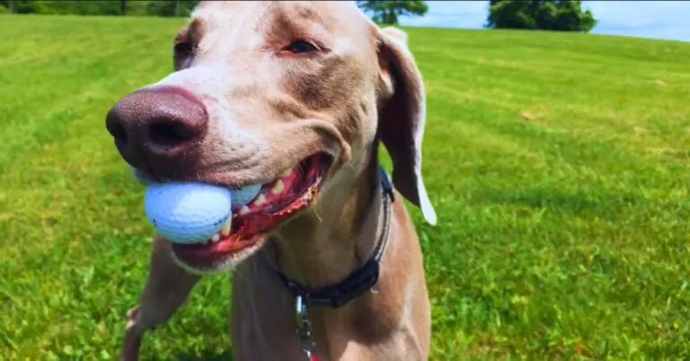 Are Golf Balls Safe for Dogs? [Definitive Guide]